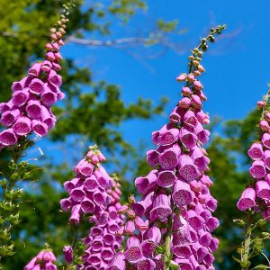 Náprstník (Digitalis) ´CASTOR ROSE´, kont. C1L